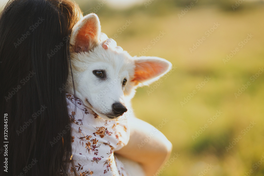 Woman hugging and caressing cute white puppy in warm sunset light in summer meadow, back view. Happy girl holding adorable fluffy puppy close up. Adoption concept, copy space