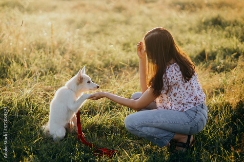 Adorable fluffy puppy giving paw to girl owner and having treat. Woman training cute white puppy to behave  in summer meadow in warm sunset light. Adoption concept