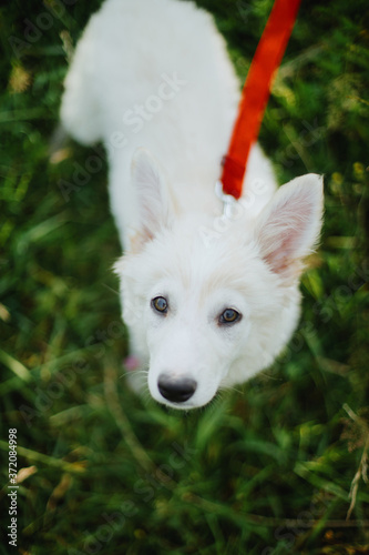 Cute white puppy with sweet looking eyes walking on red leash in summer park. Adorable fluffy puppy exploring world, standing in meadow among grass. Adoption concept, loyal friend © sonyachny
