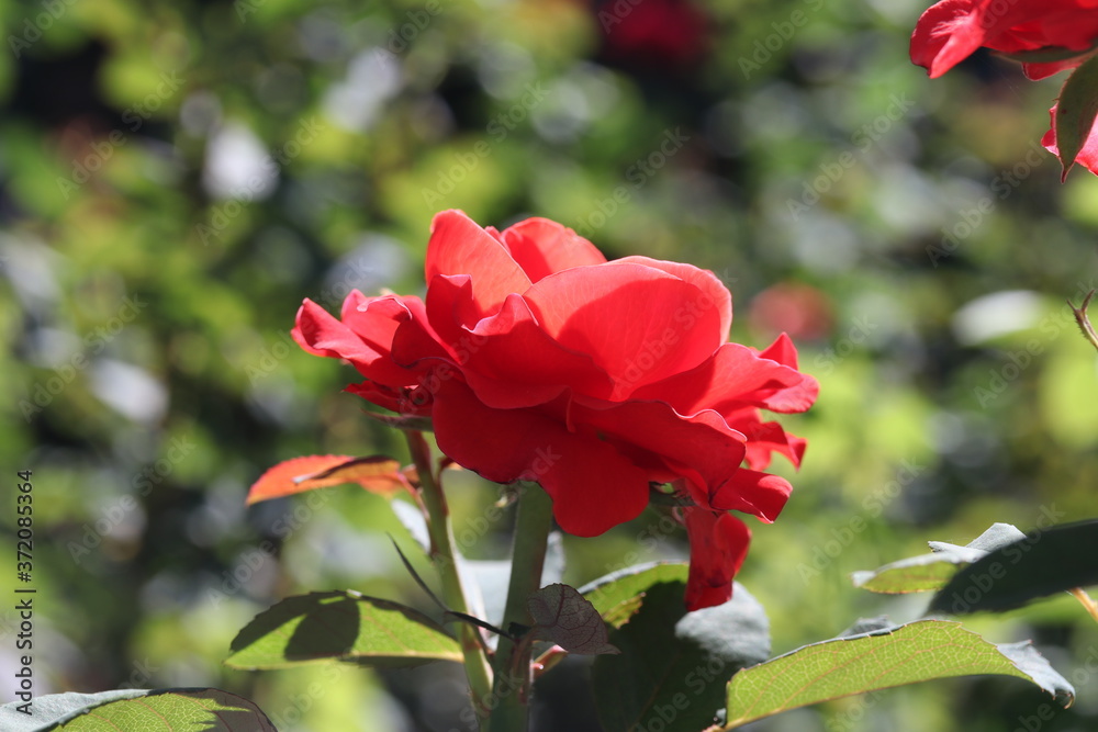 red rose bush, flower, nature, garden, petal, summer, love, bloom red rose bush, flower, nature, garden, petal, summer, love, bloom