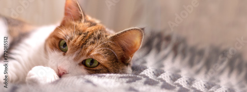 Fototapeta Naklejka Na Ścianę i Meble -  sleepy three-piece cat on a gray sofa with open eyes