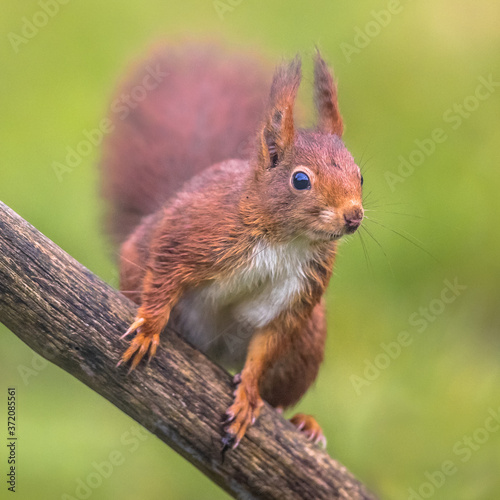 Red squirrel alert