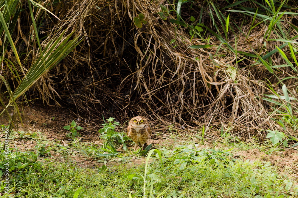owl in the grass owl in the grass