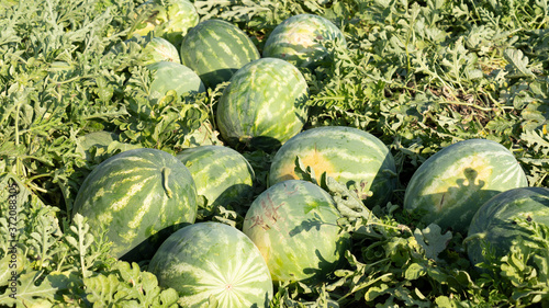 Watermelon field in harvest season photo