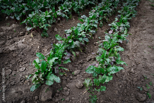 Row of green young beet leaves growth in organic farm. Fresh organic red beets. Natural organic vegetables.