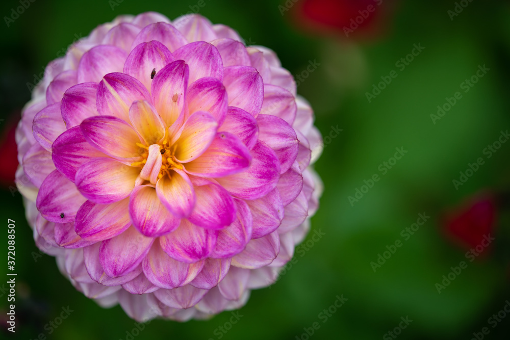 Fototapeta premium pink flower in the garden