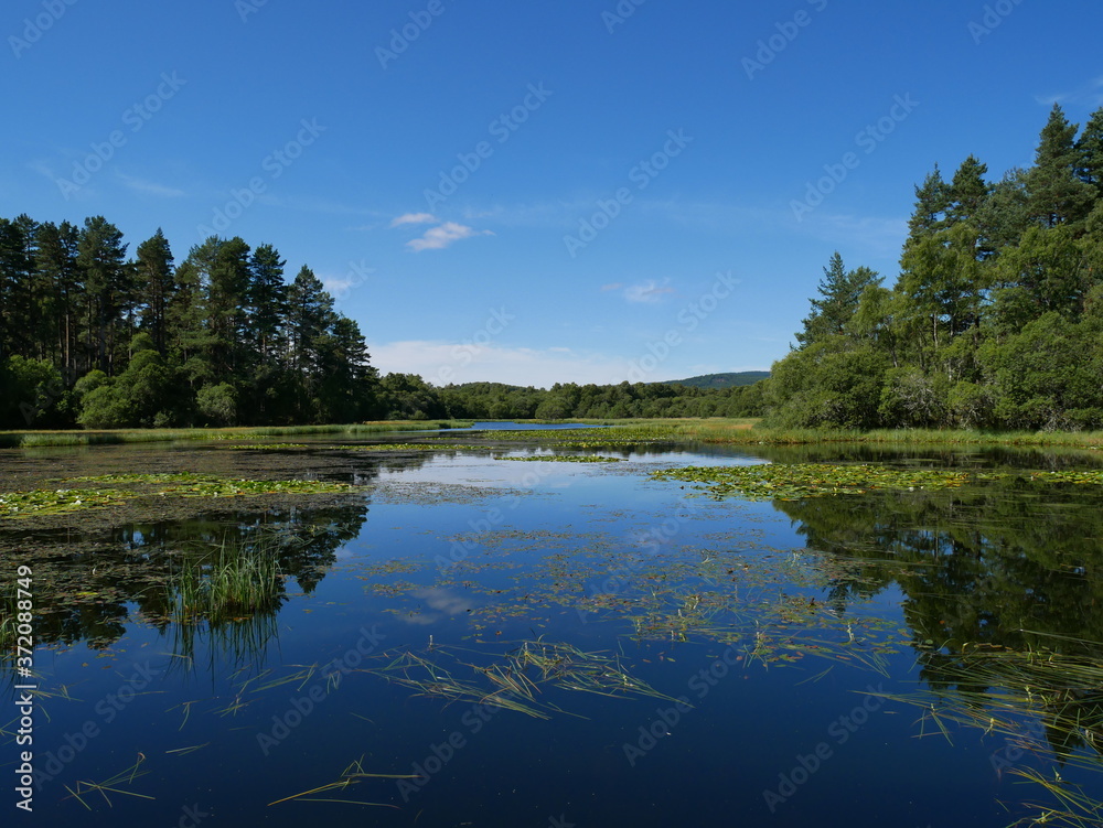 reflection of trees in water, water lilies and vegetation on the water, blue sky. Loch Kinord, Scotland.
