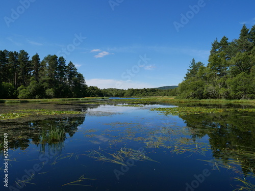 reflection of trees in water, water lilies and vegetation on the water, blue sky. Loch Kinord, Scotland.