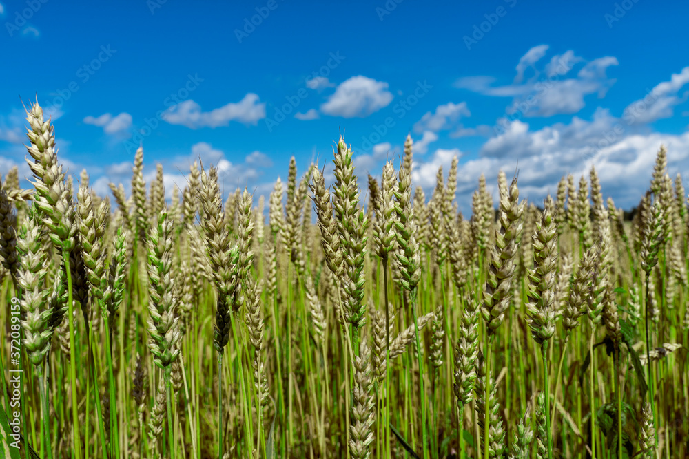 Naklejka premium green unripe ears of wheat against the sky close-up. selective focus