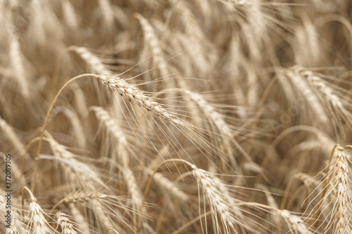 Wheat fields. Ears of golden wheat close up. Beautiful nature.Rich harvest concept. Label design