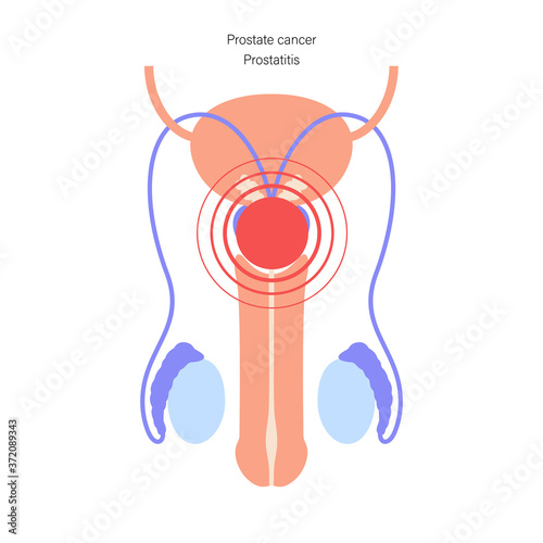 Male reproductive system