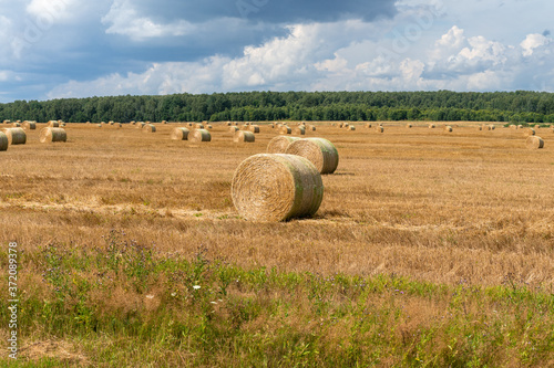 sheaf of straw in the field. village landscape