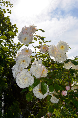 Rose Bush close-up against the blue sky. White roses on a background of green foliage. Flowering shrubs in the garden design.