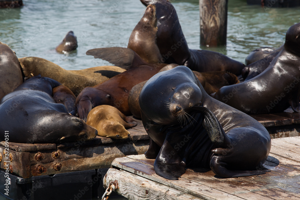 Fototapeta premium sea lions family in San Francisco harbor
