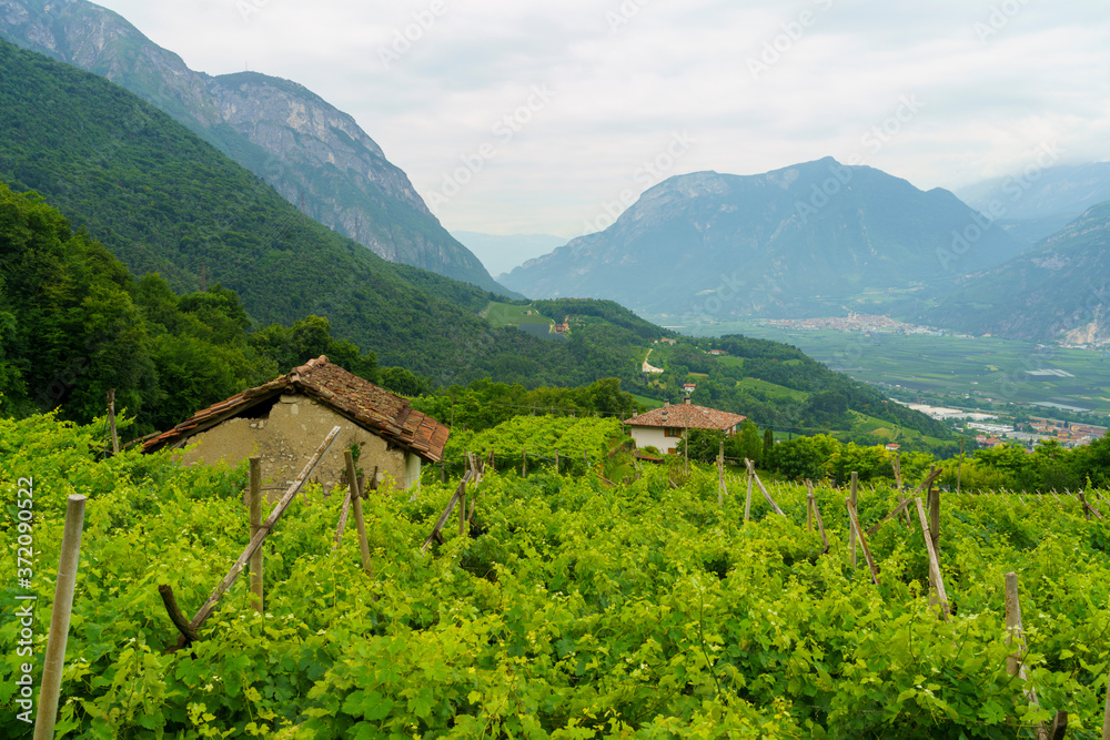 Landscape in Valsugana near Vigolo Vattaro at summer