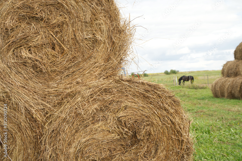 haystacks in a village field, bales of hay lie on top of each other haystacks in a village field, bales of hay lie on top of each other