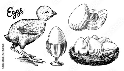 Chicken and egg holder, nest and yolk. Engraved hand drawn vintage sketch. Woodcut style. Vector illustration for menu or poster.