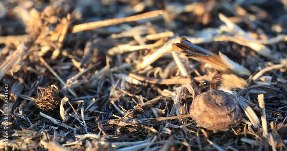 Worker ants move quickly on the ground and bring food to the burrow. Worker ants move quickly on the ground and bring food to the burrow.