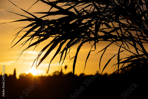 Silhouette of a palm tree against a beautiful warm sunset