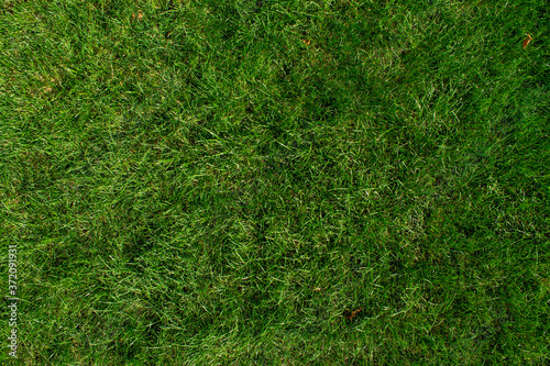 Foto Long green grass on the field in the warm rays of the sunset sun.
