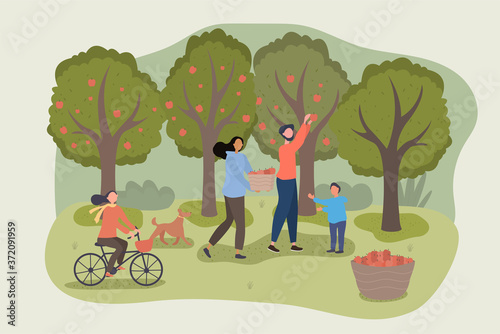 Young family harvesting apples. Family of mother, father and son in the garden. Flat vector illustration