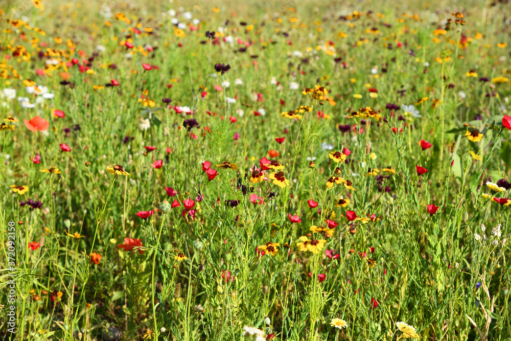 bunte Blumenwiese im Sommer