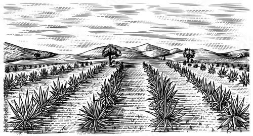Agave field. Vintage retro landscape. Harvesting for tequila making. Engraved hand drawn sketch. Woodcut style. Vector illustration for menu or poster.
