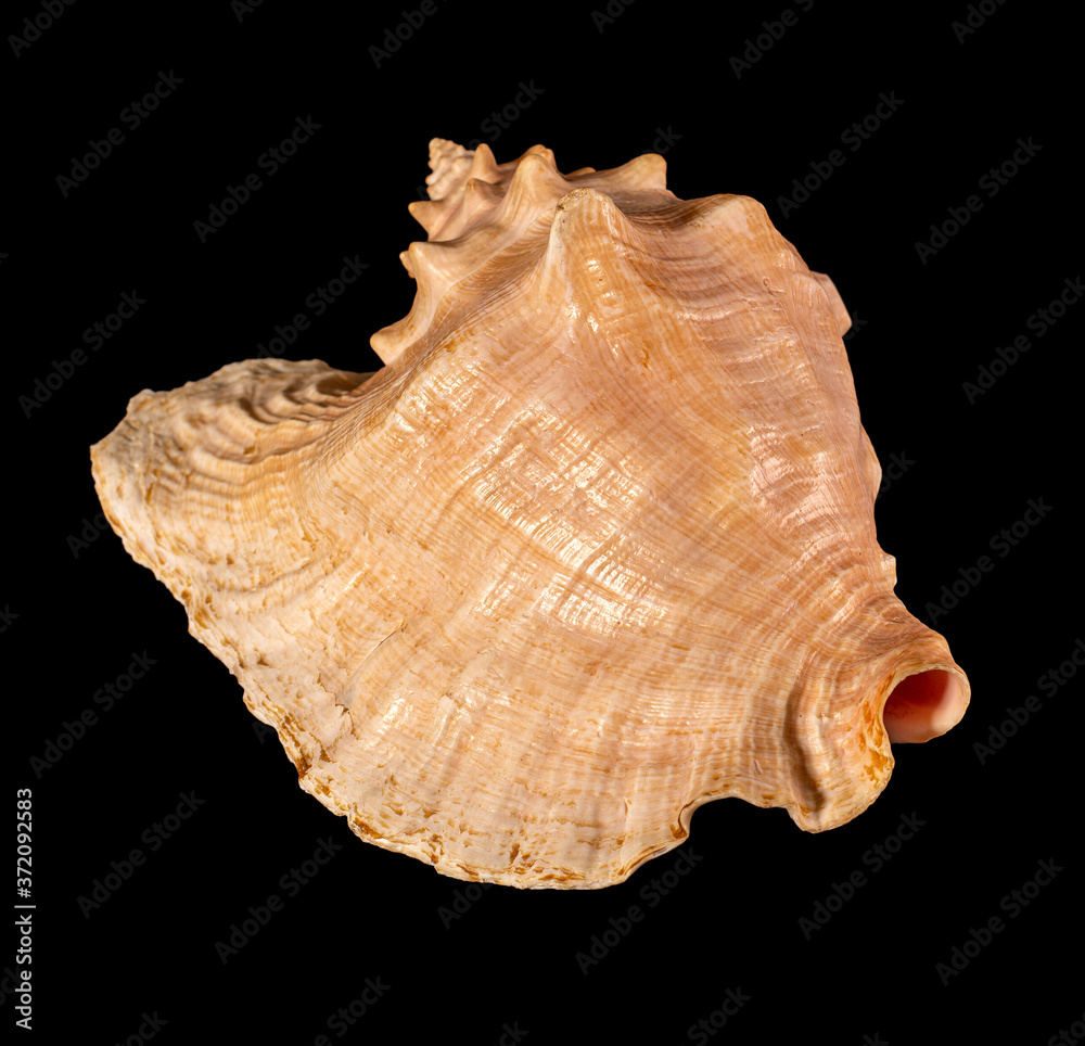 Sea shell isolated on a black background. Beautiful seashell Sea shell isolated on a black background. Beautiful seashell
