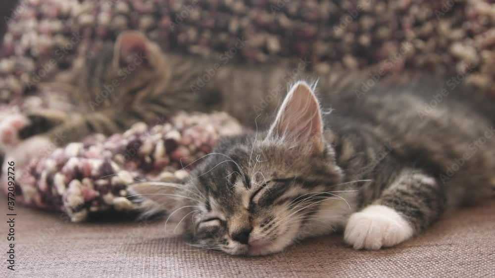 Kittens sleep together on couch. Two cute baby cats hugging each other while dreaming. Kittens sleep together on couch. Two cute baby cats hugging each other while dreaming.