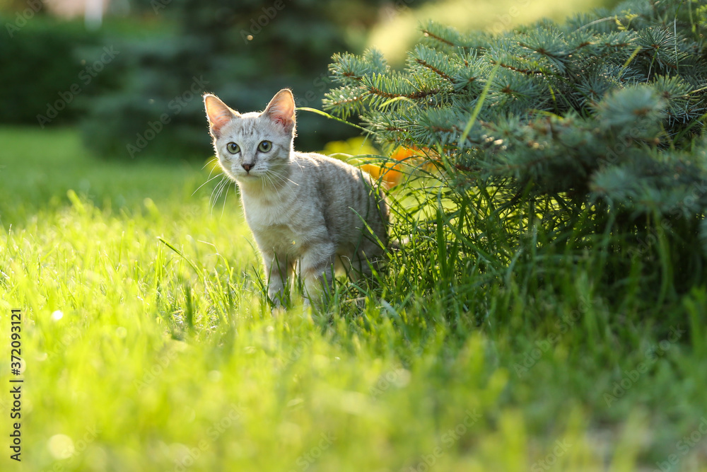 beautiful brown kitten outdoor at sunset beautiful brown kitten outdoor at sunset