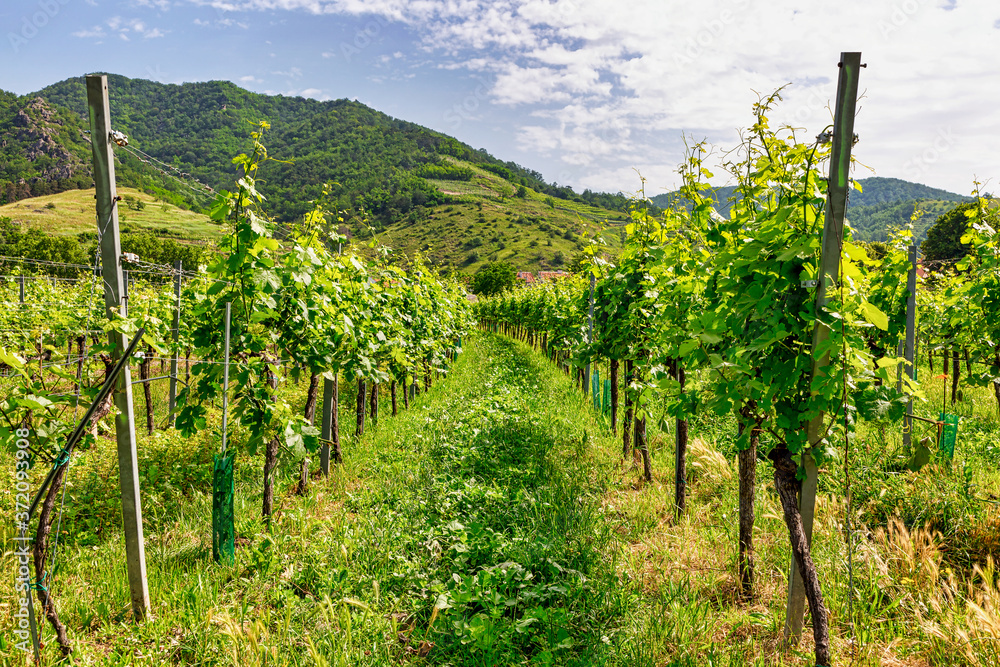 Vineyards along the Danube in Austria