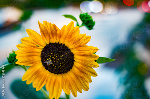 Bee on a Sunflower City Street