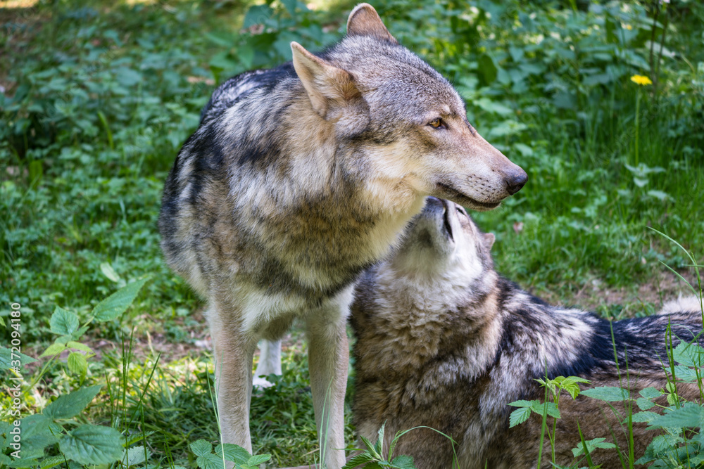Obraz premium Domestic Wolves of Franconian Switzerland