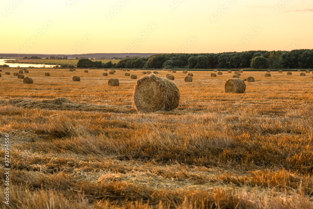 round haystacks on the golden field at sunset