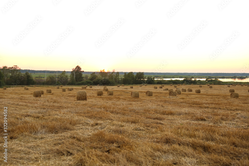 Fototapeta premium round haystacks on the golden field at sunset