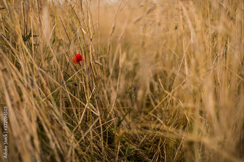 poppy in the grass