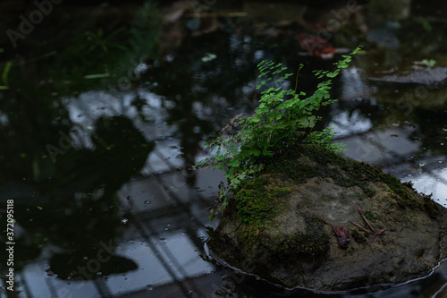 Fototapeta Naklejka Na Ścianę i Meble -  fern on a dark background