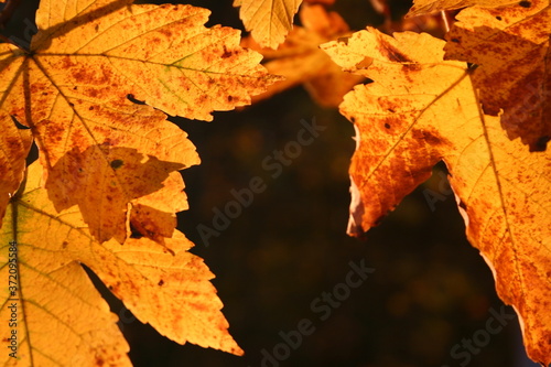 Leuchtendes Ahornblatt im Herbst