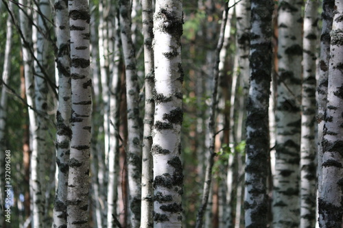 Smooth white trunks of birches in sunlight on a summer day in a birch grove. Beautiful forest landscape in sunlight.