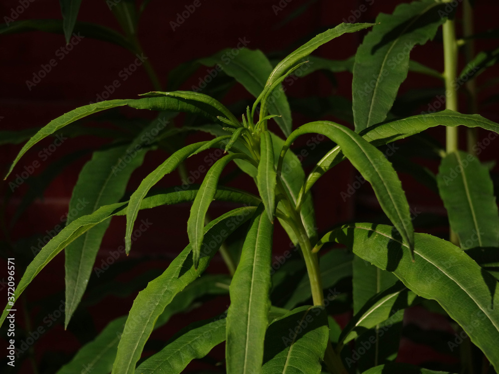 Obraz premium close up of green leaves of plant