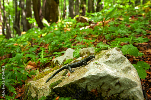 Alpine salamander, salamandra atra, in the forest. Black species of the salamander. Lizard walking on the ground. European nature