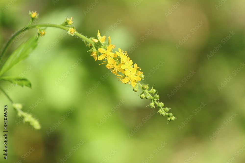 Bright golden yellow flower of Agrimonia pilosa on a sunny summer day on a green blurred background. Bright golden yellow flower of Agrimonia pilosa on a sunny summer day on a green blurred background.