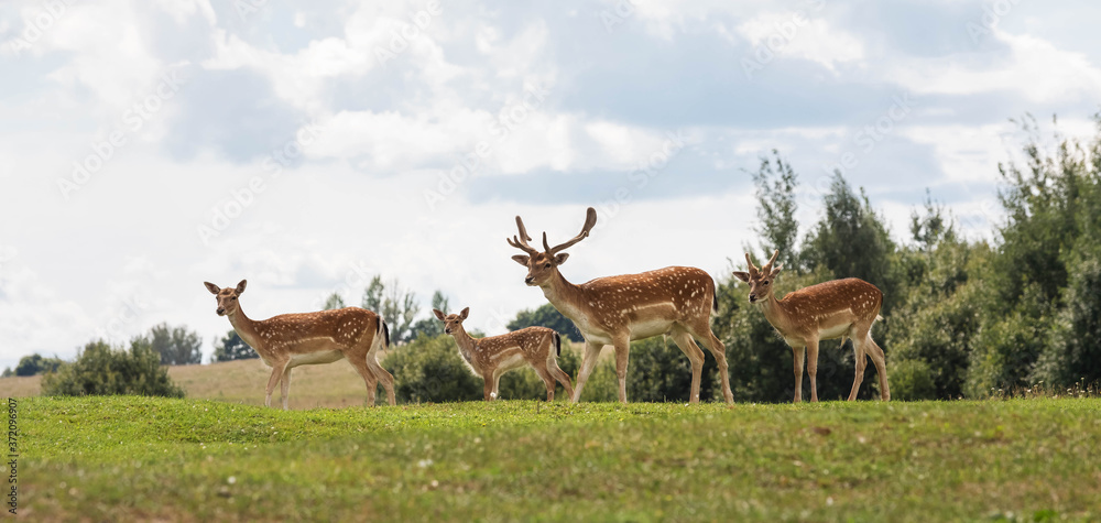 A group of red deer on a field near the forest. Male with large horns and female with cub. Wildlife in summer season