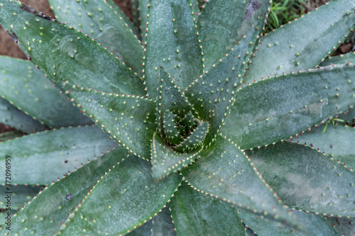 aloe close up from above