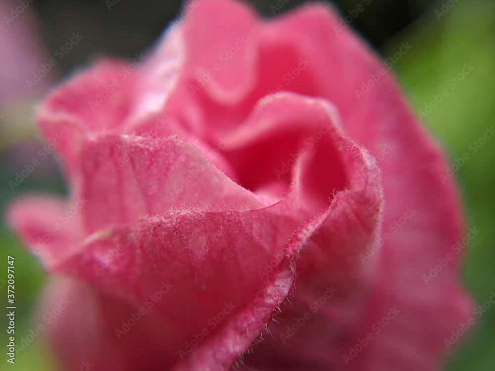 pink rose closeup