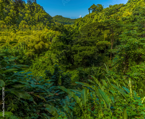 A view across the jungle canopy on Mount Soufriere in Saint Vincent