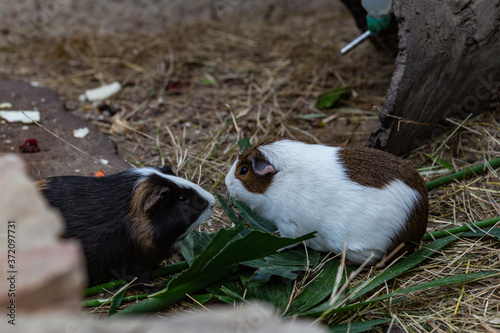 purebred guinea pigs eat greens and food