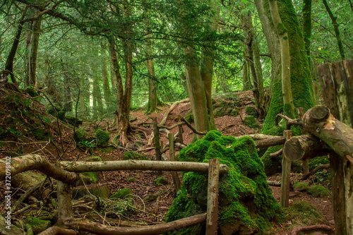 The moss covered rocks of Puzzlewood, an ancient woodland near Coleford in the Royal Forest of Dean, Gloucestershire, UK. photo