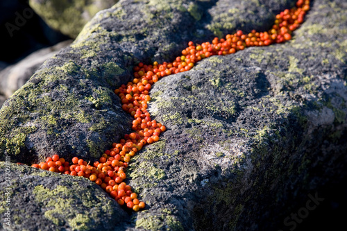 Landart mit Vogelbeeren und Granit