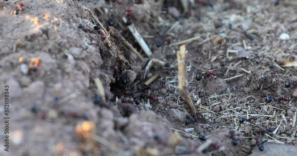 Worker ants move quickly on the ground and bring food to the burrow.